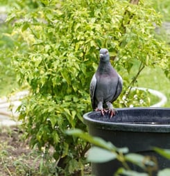 garden wildlife week