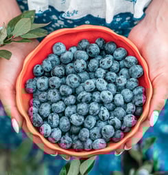 georgia blueberry month