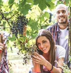 grape harvest festival