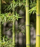 Green bamboo plants in forest