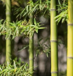 Green bamboo plants in forest