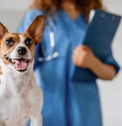 Pet Cancer Awareness Month