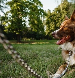 have a heart for chained dogs week