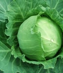 National Cabbage Day