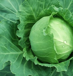 National Cabbage Day
