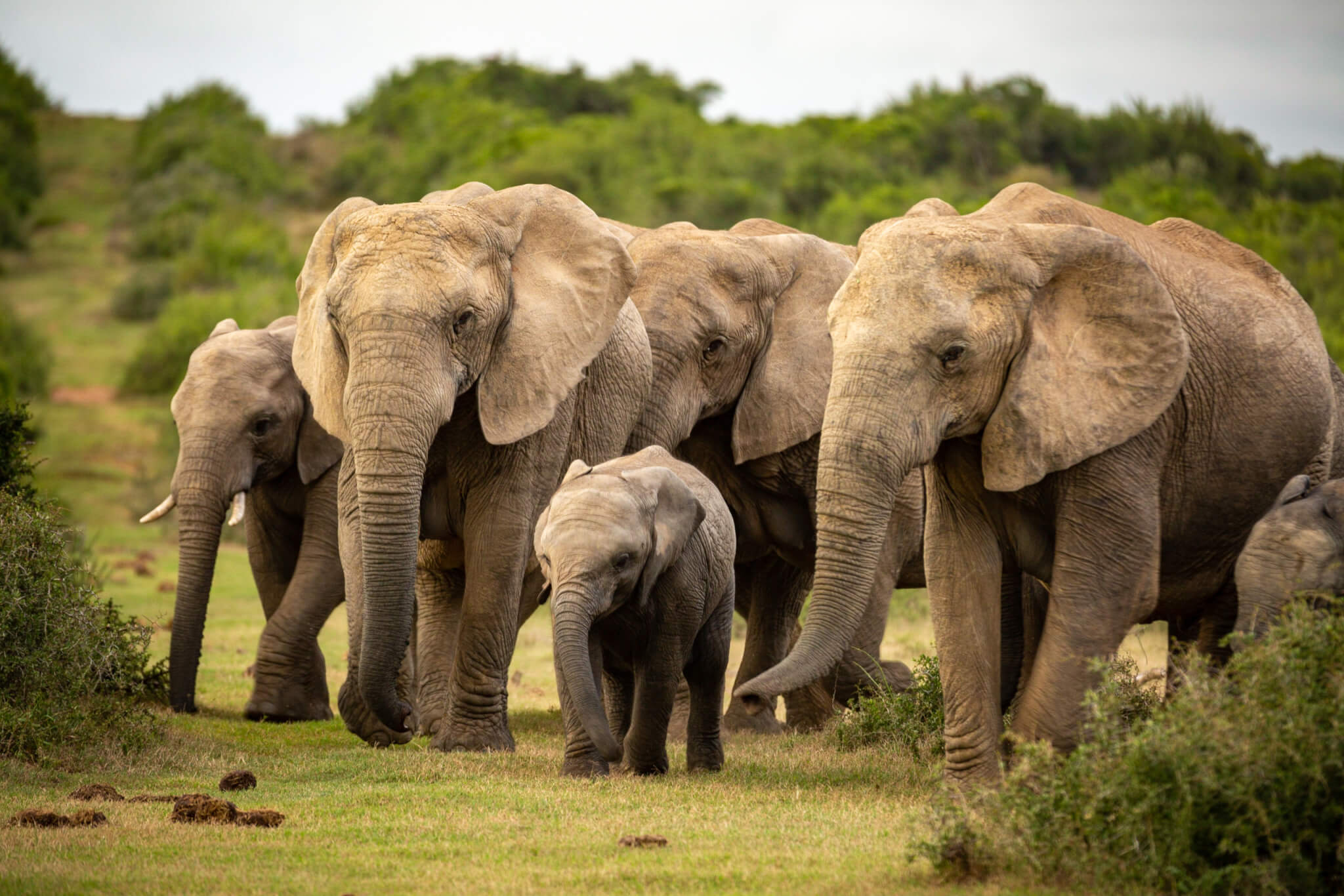 Elephant (2022)🌱 Descubra o melhor do entretenimento com apostas online