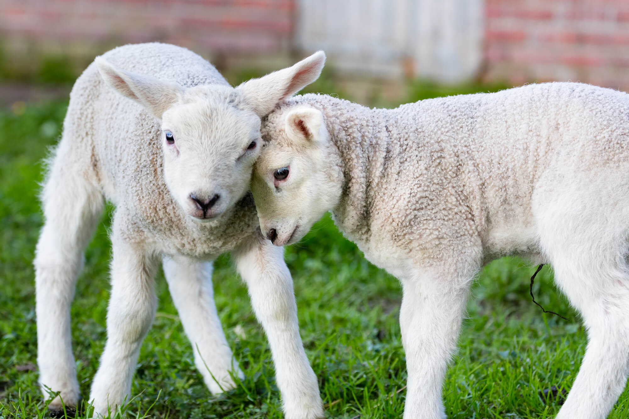 National Hug A Sheep Day (October 26th, 2024) Days Of The Year