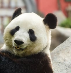National Panda Day