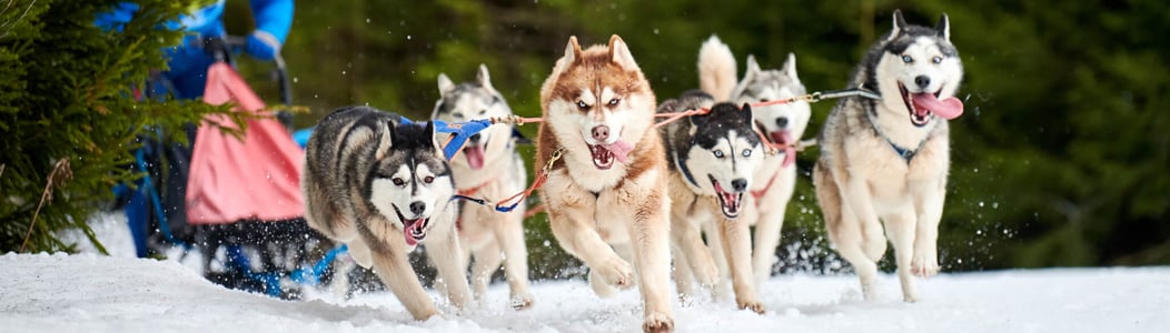 iditarod trail sled dog race