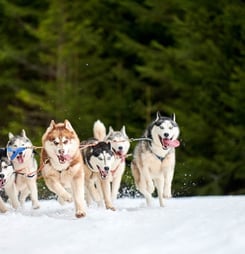 iditarod trail sled dog race