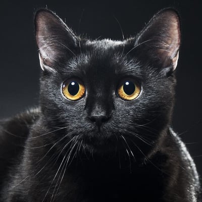 Black Cat Awareness Month | Days Of The Year