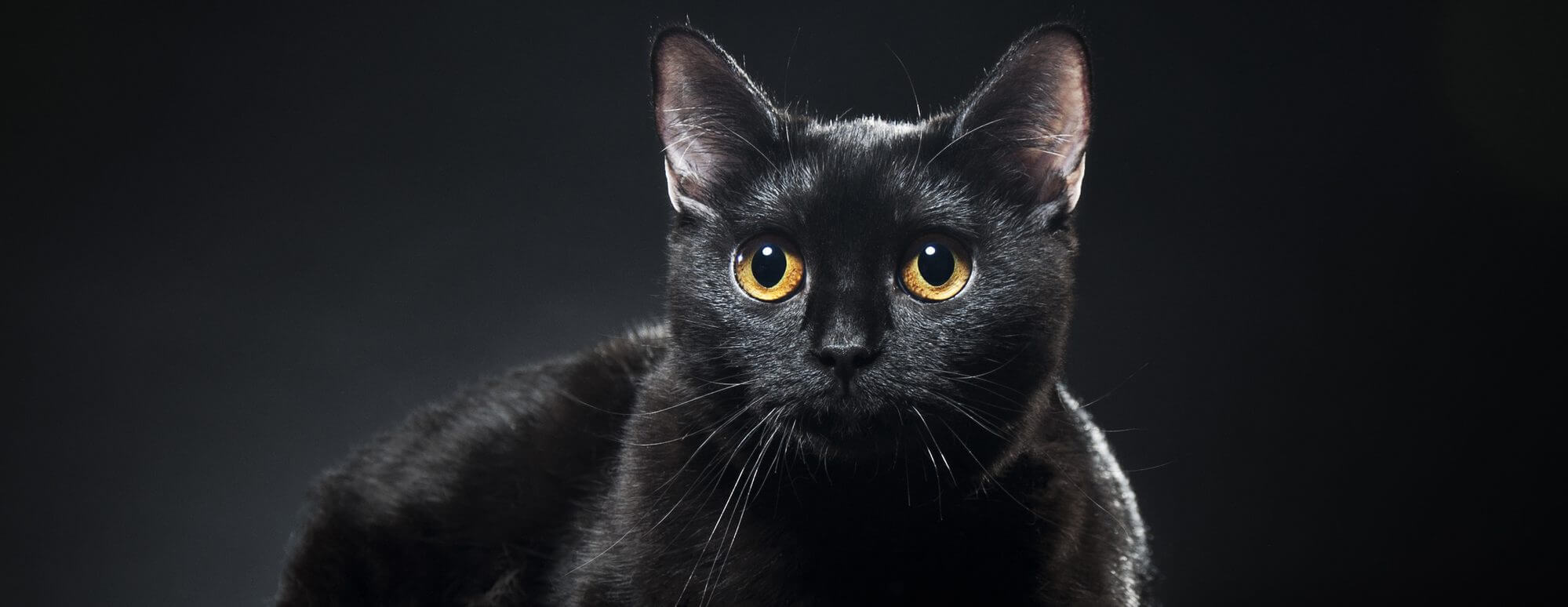 Black Cat Awareness Month (October 2023) | Days Of The Year