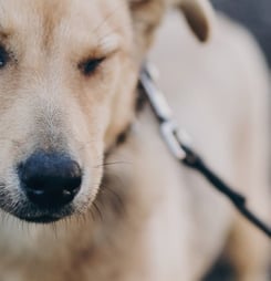 International Blind Dog Day