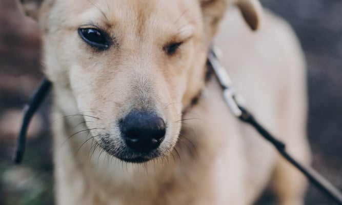 International Blind Dog Day