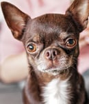 international chihuahua appreciation day