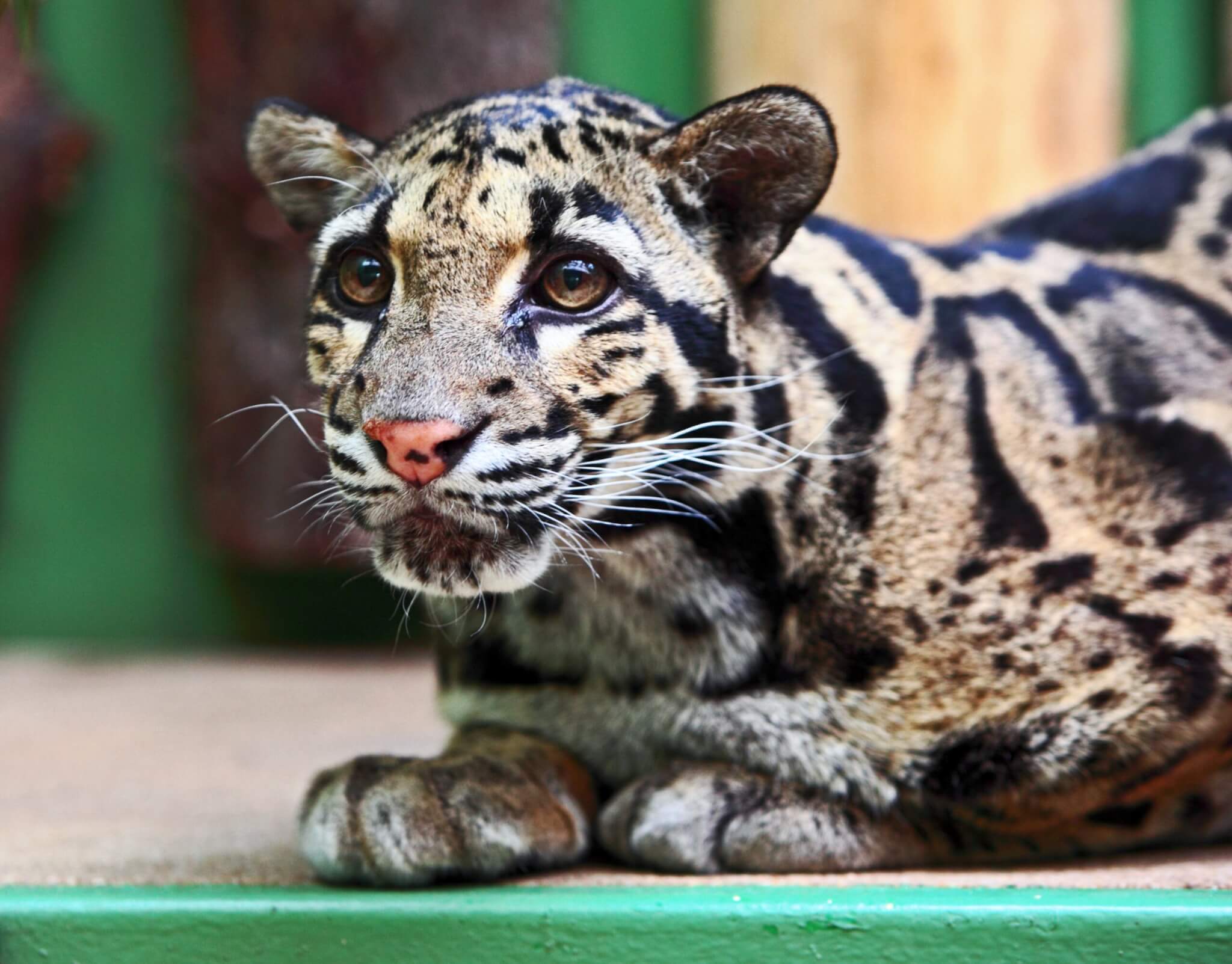 International Clouded Leopard Day (4th August) Days Of The Year