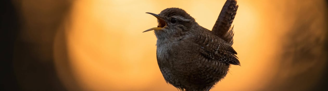 international dawn chorus day