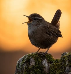 international dawn chorus day