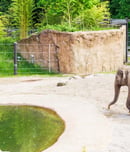 International Day of Action for Elephants in Zoos