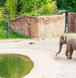 International Day of Action for Elephants in Zoos