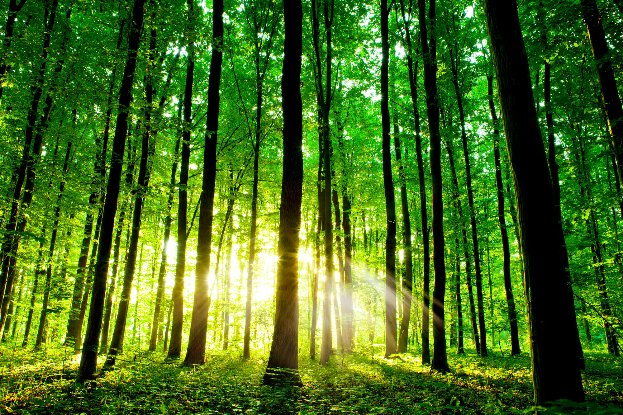 Картинка леса. Зеленый лес. Красивые леса. Красивый зеленый лес. Прекрасный лес.