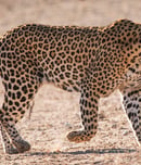 International Day of the Arabian Leopard