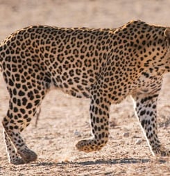 International Day of the Arabian Leopard