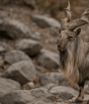International Day of the Markhor