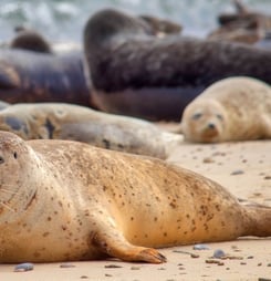 international day of the seal