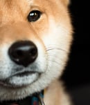 international doge day
