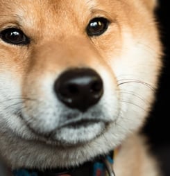 international doge day