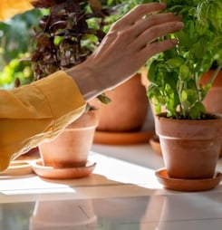 international plant appreciation day