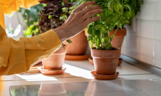 international plant appreciation day