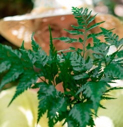 international ragweed day