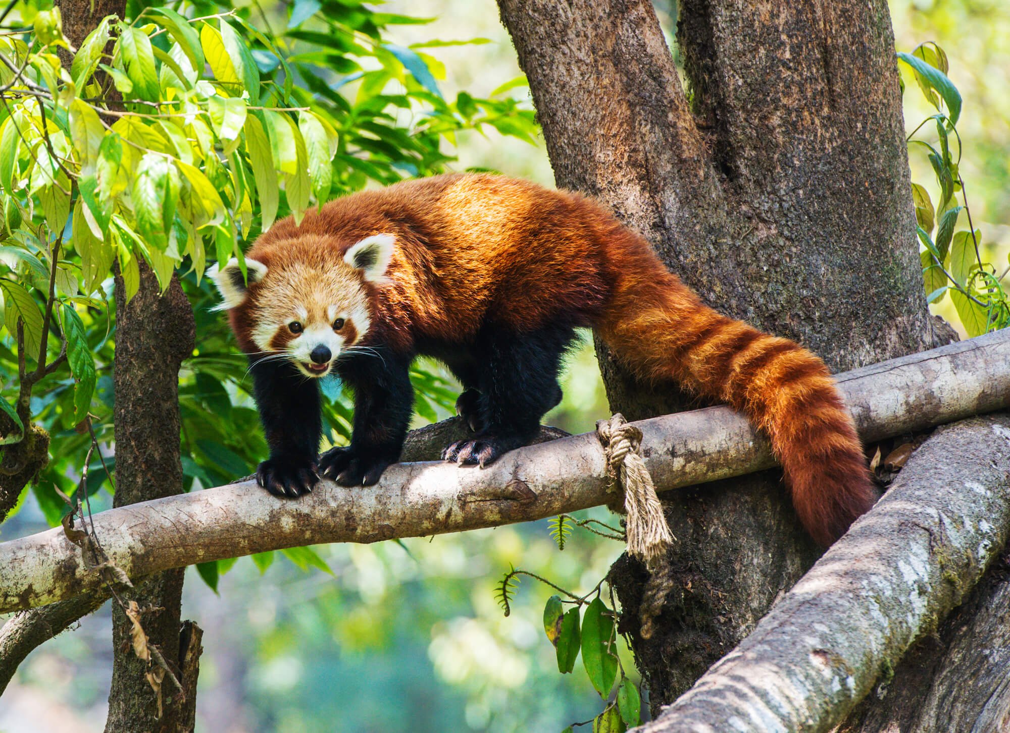 International Red Panda Day (September 16th, 2023) | Days Of The Year