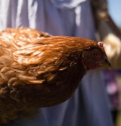 International Respect for Chickens Day