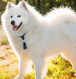 International Samoyed Day
