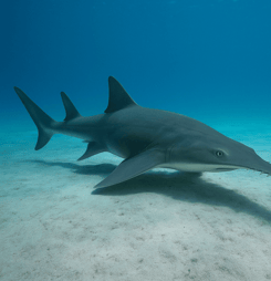 International Sawfish Day