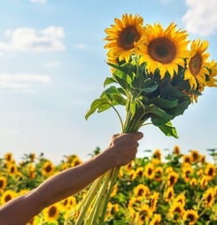 international sunflower guerrilla gardening day