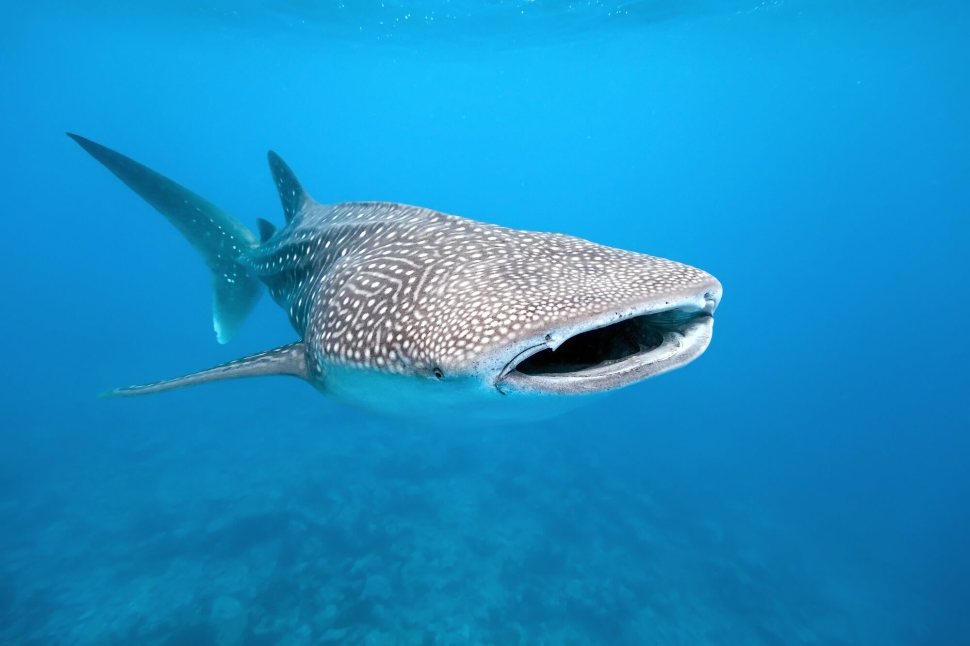 international-whale-shark-day.jpg