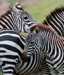 international zebra day