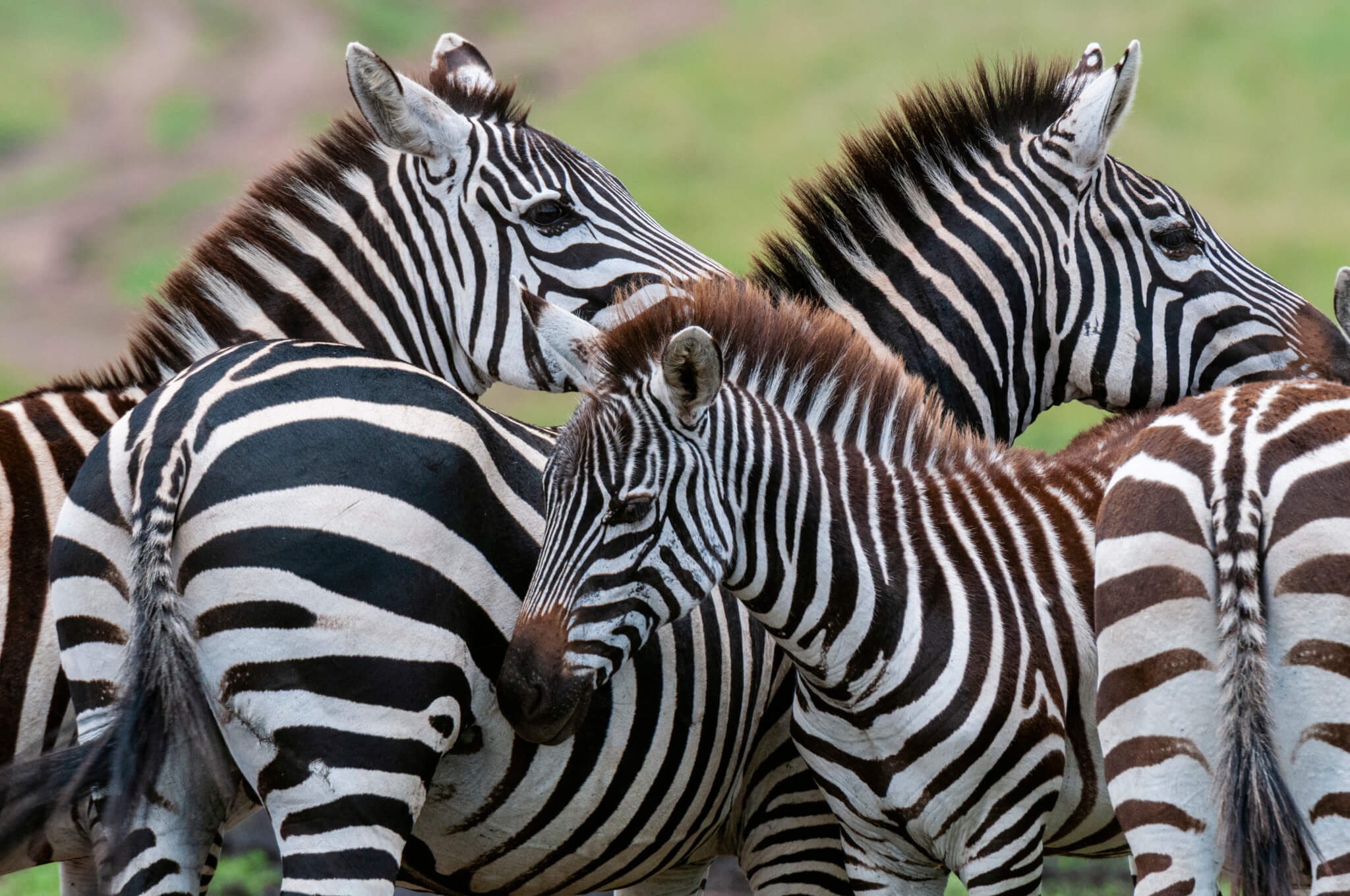 Zebra Tuesday International Zebra Day | Days Of The Year