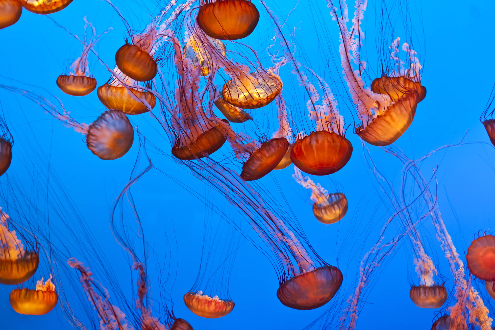 World Jellyfish Day (November 3rd) | Days Of The Year