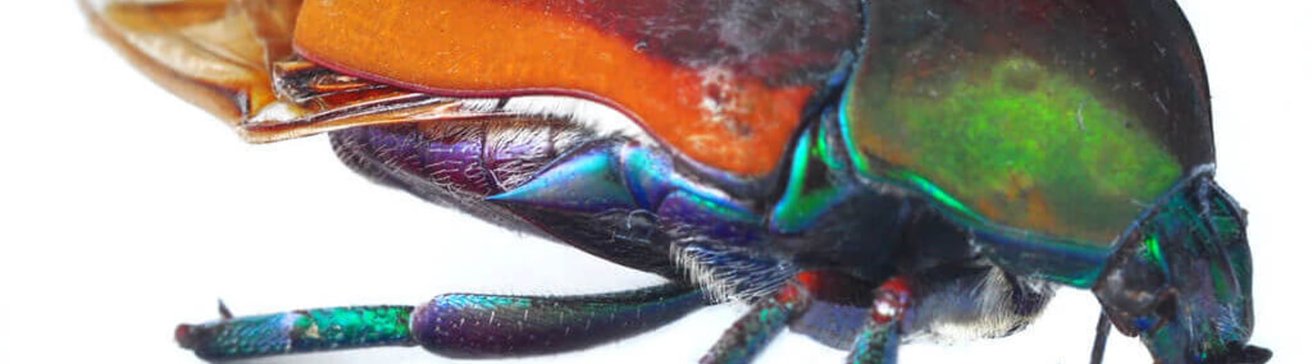 Xmacro Junebug June Bug Day | Days Of The Year
