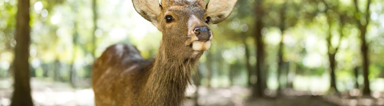 key deer awareness day