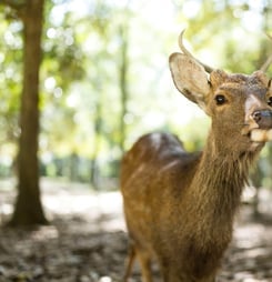 key deer awareness day