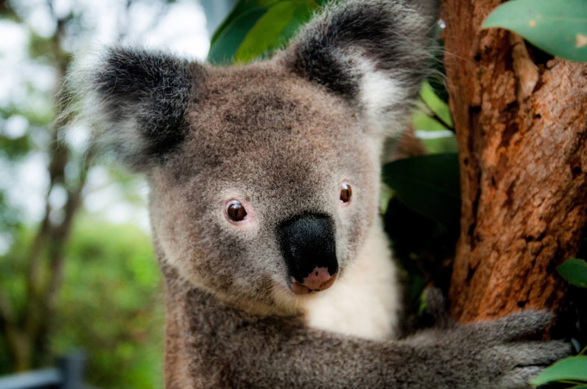 5 ways to help koalas this Save the Koala Day, WWF-Australia, 5 ways to  help koalas this Save the Koala Day