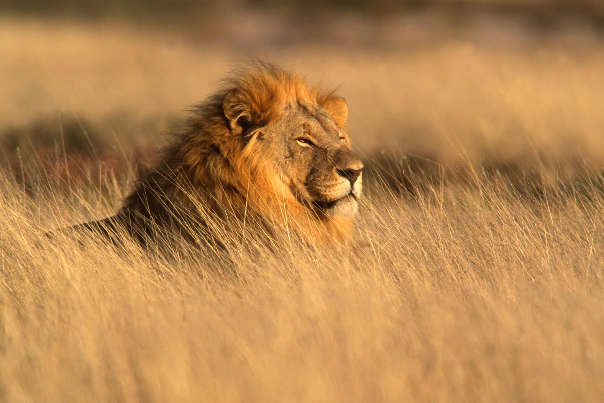 World Lion Day (August 10th) | Days Of The Year World Lion Day (August 10th) | Days Of The Year