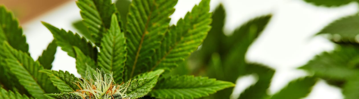 marijuana awareness month