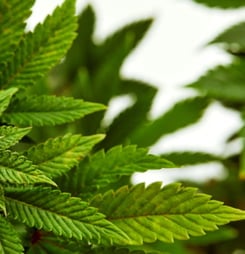 marijuana awareness month